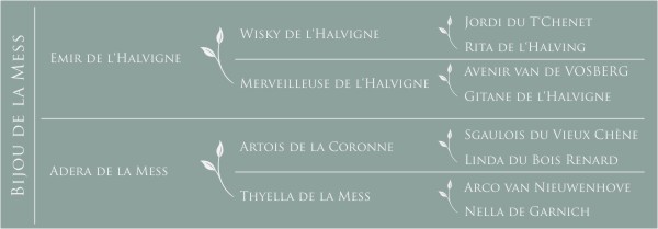 Pédigré Bijou de la Mess